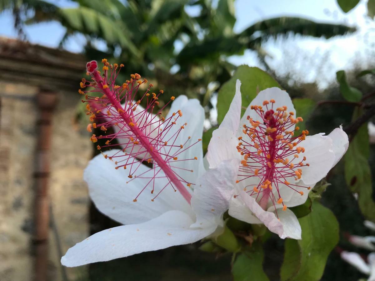 Maison d'hôtes Giardino Di Sicilia à SantʼAgata di Militello Extérieur photo